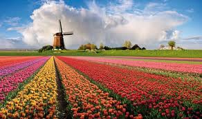 fiori e mulino a vento in Olanda
